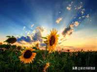 无锡市立青花卉有限责任公司