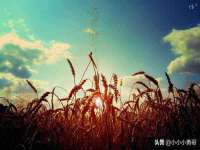 无锡市立青花卉有限责任公司