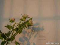 无锡市立青花卉有限责任公司
