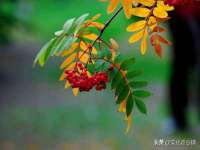 无锡市立青花卉有限责任公司