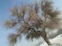 无锡市立青花卉有限责任公司