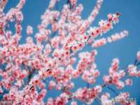 无锡市立青花卉有限责任公司