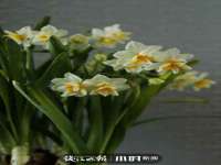 无锡市立青花卉有限责任公司