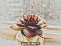 无锡市立青花卉有限责任公司
