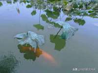 无锡市立青花卉有限责任公司