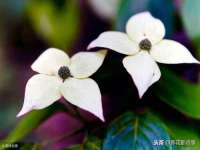 无锡市立青花卉有限责任公司